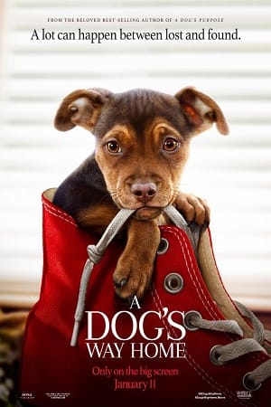 Download A Dog’s Way Home (2019) Dual Audio {Hindi-English} 480p [350MB] | 720p [1GB] | 1080p [2.3GB] poster