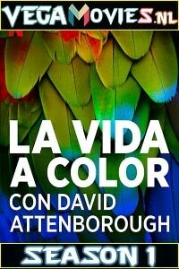 Download Life in Colour (Season 1) Netflix [English With Subtitles] 720p [450MB] WEB-HD poster