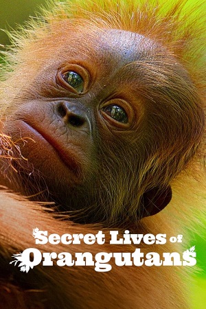 Download Secret Lives of Orangutans (2024) NF WEB-DL Dual Audio {Hindi-English} 480p [270MB] | 720p [720MB] | 1080p [4.3GB] poster