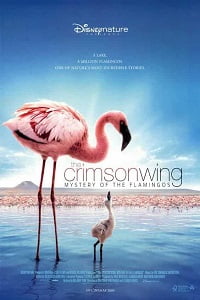 Download The Crimson Wing Mystery of the Flamingos (2008) Dual Audio {Hindi-English} 480p [300MB] | 720p [1GB] poster
